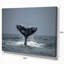 «Large Humpback Whale Tail», reproduction de photo sur toile tendue-19412567-33311270