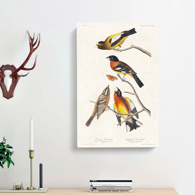 Grosbeak Birds by John Audubon - Wrapped Canvas, 50cm H x 35cm W x 3cm D