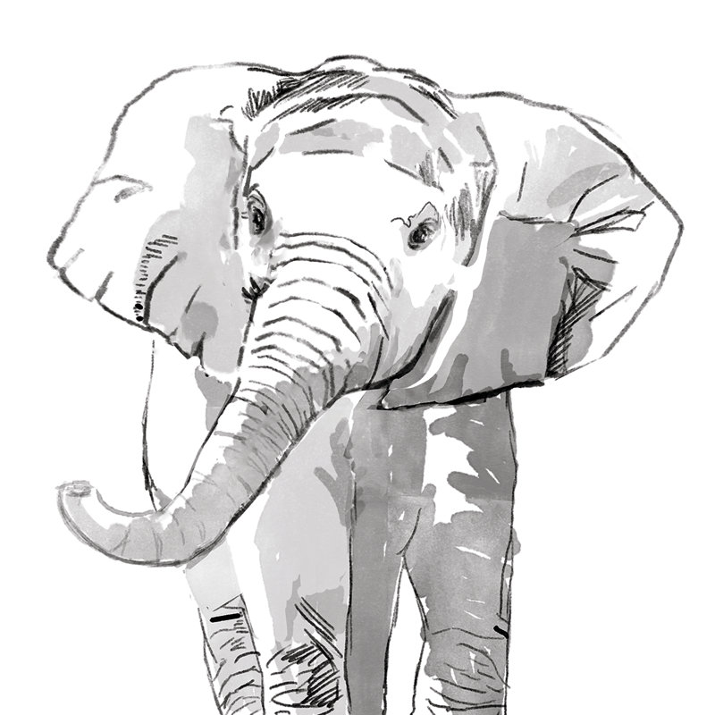 Baby Elephant Sketch Head - Wrapped Canvas Painting, 30cm H x 30cm W x 3.8cm D