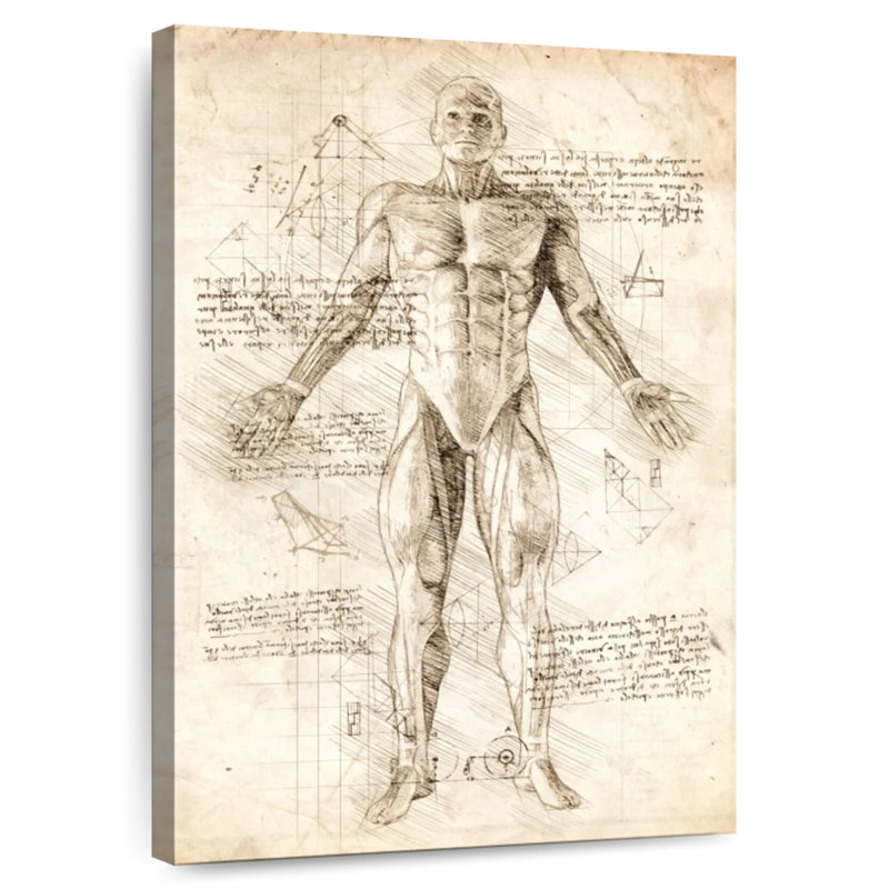 Keiri Human Muscles Anatomy, 24" H x 16" W