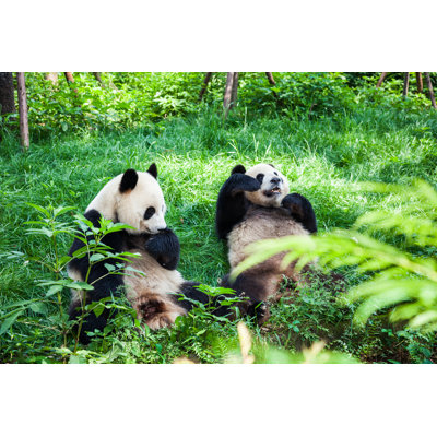 Two Great Pandas by Fototrav