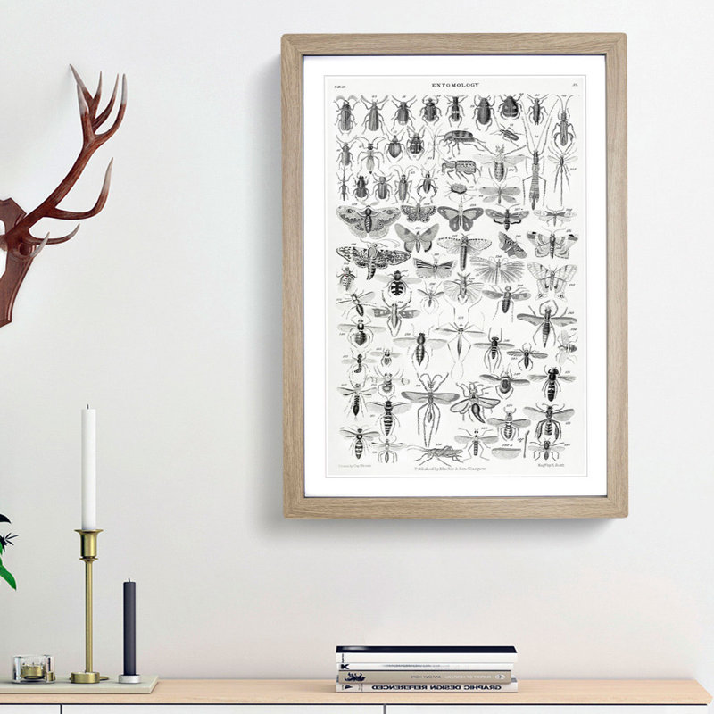Study of Insects XL by Oliver Goldsmith - Framed Print, 65cm H x 48cm W x 2cm D, Oak Framed