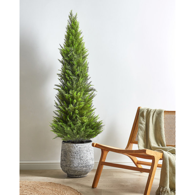 Faux Cedar Tree Plant in Plastic / Acrylic Planter, 153cm H x 50cm W x 50cm D