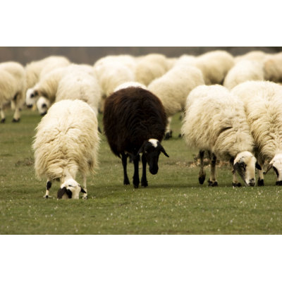 The Black Sheep by Jan_neville - Wrapped Canvas Print