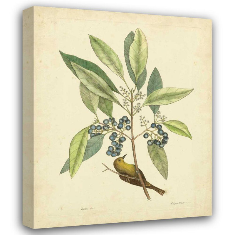 «Red Barrel Studio®» par Catesby, Mark, reproduction d'art sur toile, «Catesby Bird and Botanical V», H 24 po x l 20 po
