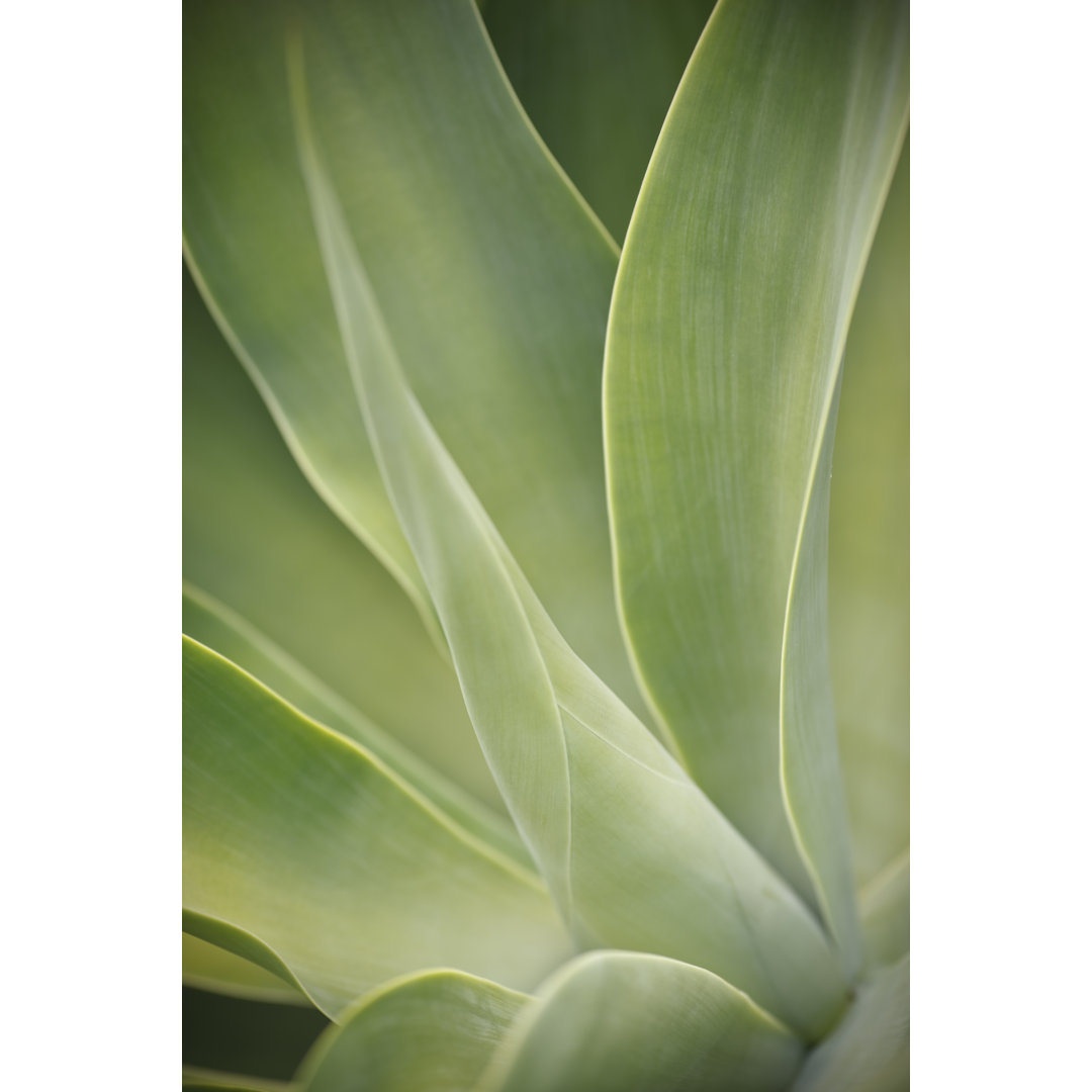 Agave Attenuata von Turnervisual - Leinwandbild