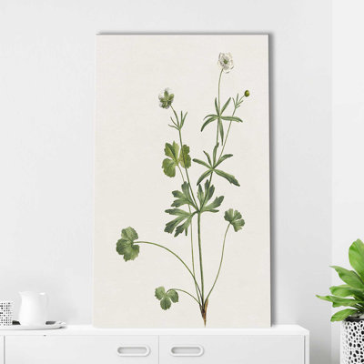 " Wispy Botanical II " Painting Print