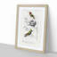 Bird Illustrations PL. 5D by Charles D' Orbigny - Single Picture Frame Painting-55457206-55457207