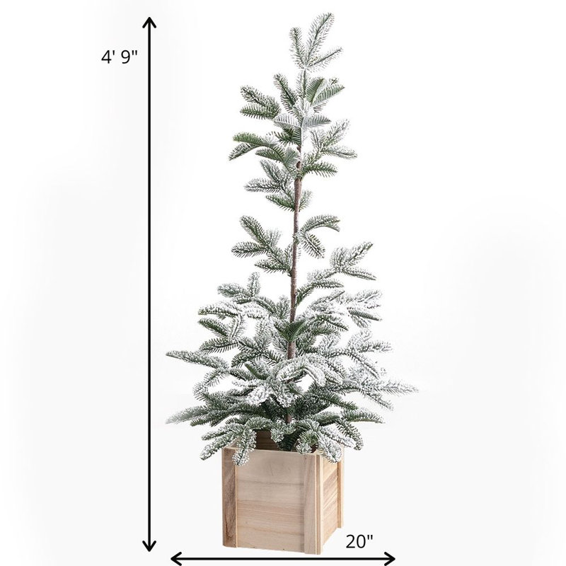 Arbre de pin en pot