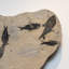 Giant Diplomytus And Cockerellites Fish Fossil Plate