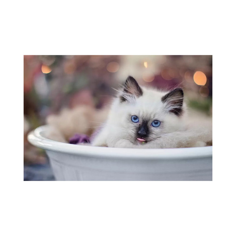 Bowl Of Kitten by Karen Burke - Wrapped Canvas Print, 45.72cm H x 66.04cm W x 1.905cm D