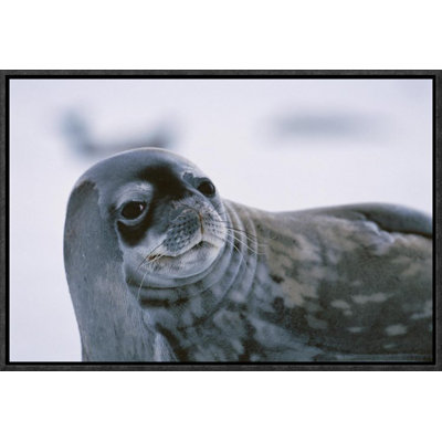 " Weddell Seal Portrait "