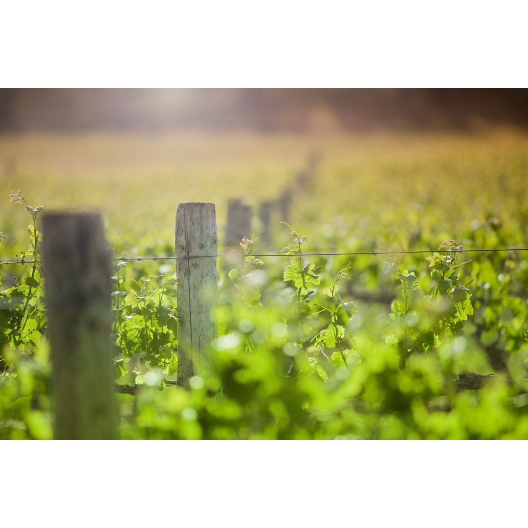 Field Of Green Vines von Benstevens - Kunstdrucke