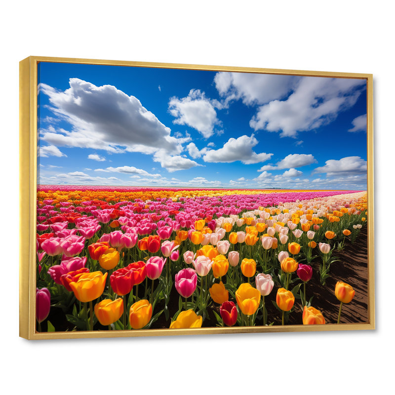 Champ de tulipes colorées I - art mural tulipe, Cadre flottant doré, H 30 po x l 40 po x P 1,5 po