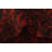 Ontiveros Red Rug