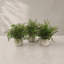 Ensemble de 3 plantes fougères en pot