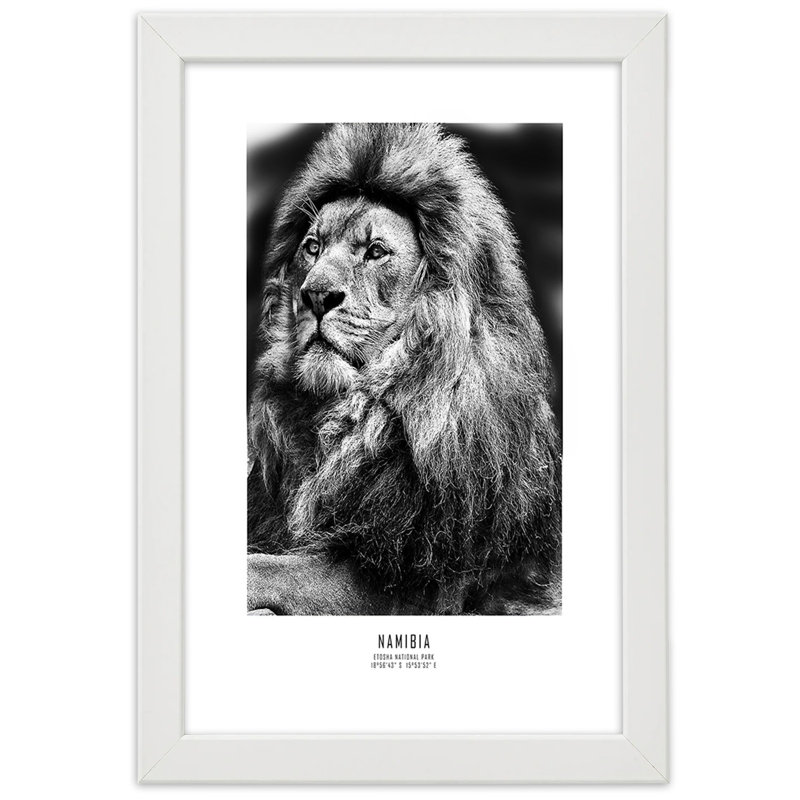 African Lions, Animals - Single Picture Frame Print, 100cm H x 70cm W, White