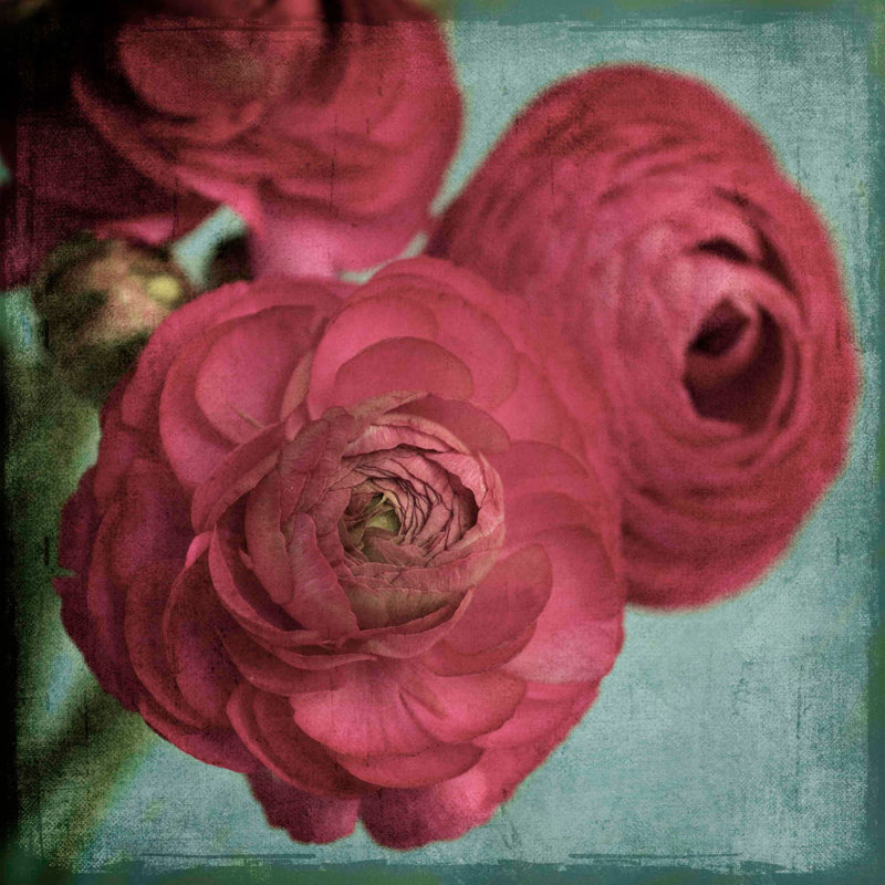 Ranunculus by Judy Stalus - Wrapped Canvas Print, 81cm H x 81cm W x 3.8cm D
