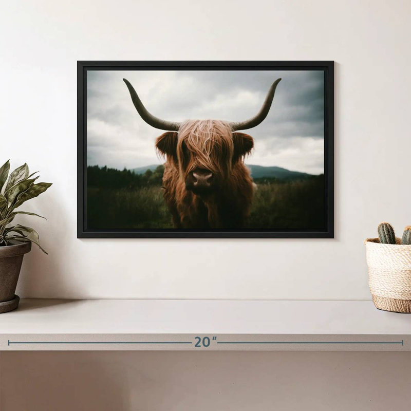 Brampt Open Field Highland Cow, H 9 po x l 13 po