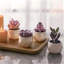 Mini ensemble de plantes vibrantes mauve