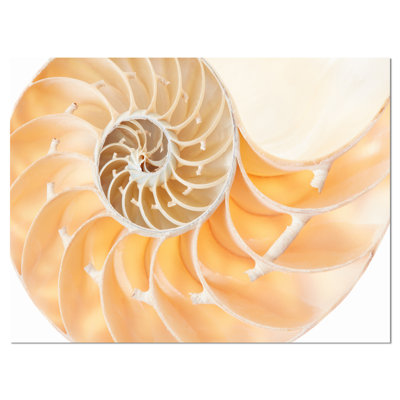 " Light Brown Nautilus Shell "