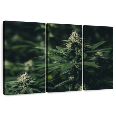 Harnek Fresh Marijuana