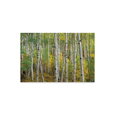 Quake Aspen in Autumn, Colorado II - Sans cadre