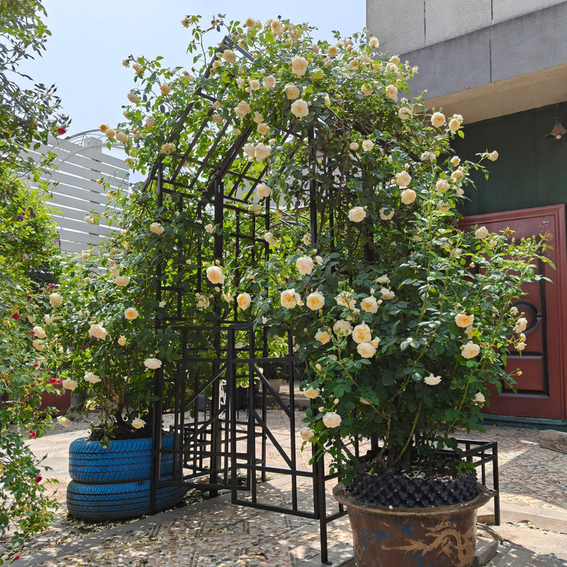Arche de jardin en métal avec barrière W58,07 * H97,24