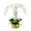 Wynn RealTouch Orchid-224344488