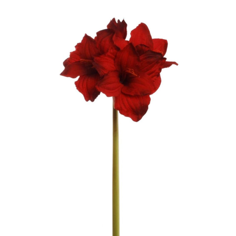 Tige d'amaryllis