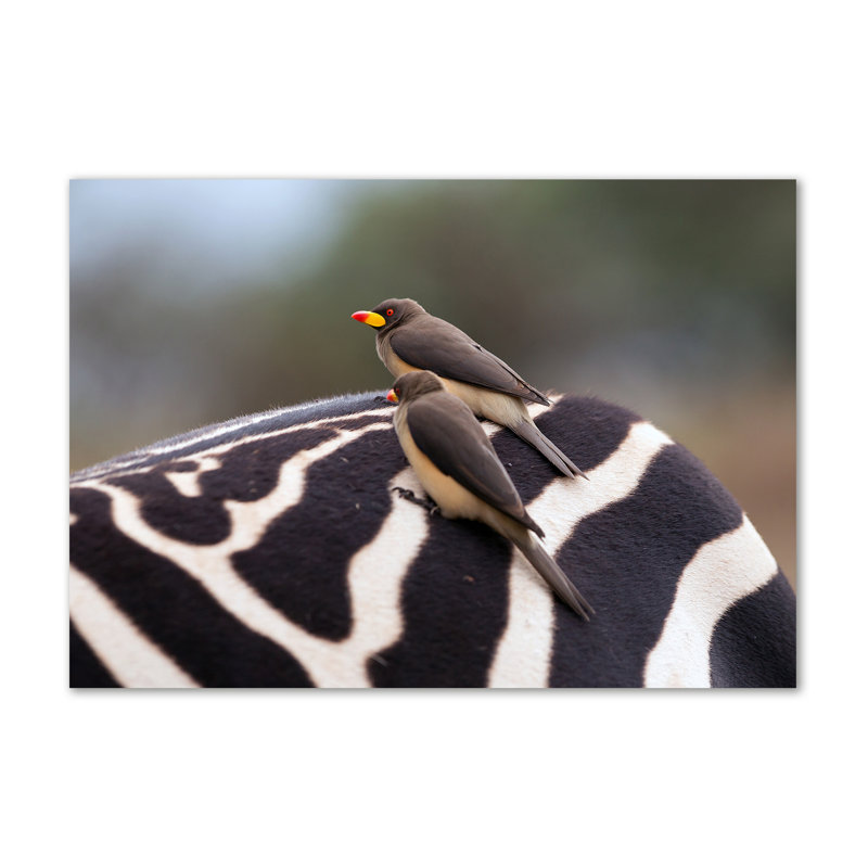 Birds And Zebra - Wrapped Canvas Print