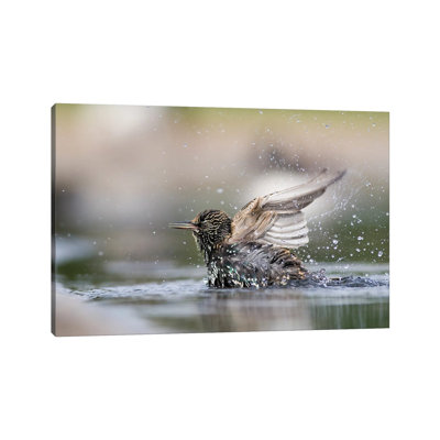 MTU219-Baignoire Starling