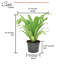 Bird''s Nest Fern in Nursery Pot