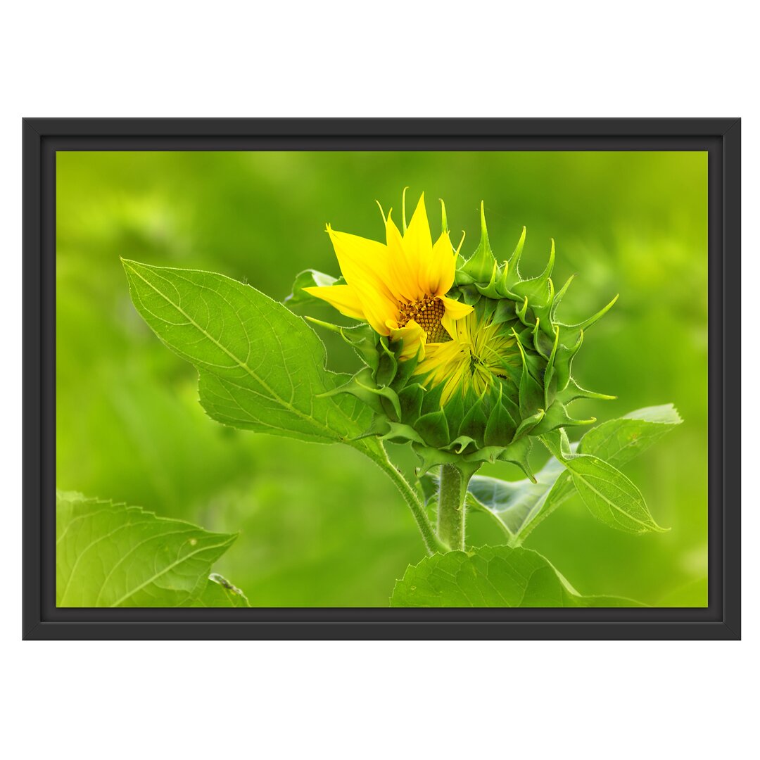 Gerahmtes Wandbild Aufblühende Sonnenblume