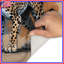 Tapis de bain Cheetah Illustration-904738285