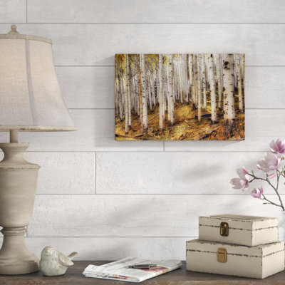 'Aspen Woods' by David Drost - Photographic Print