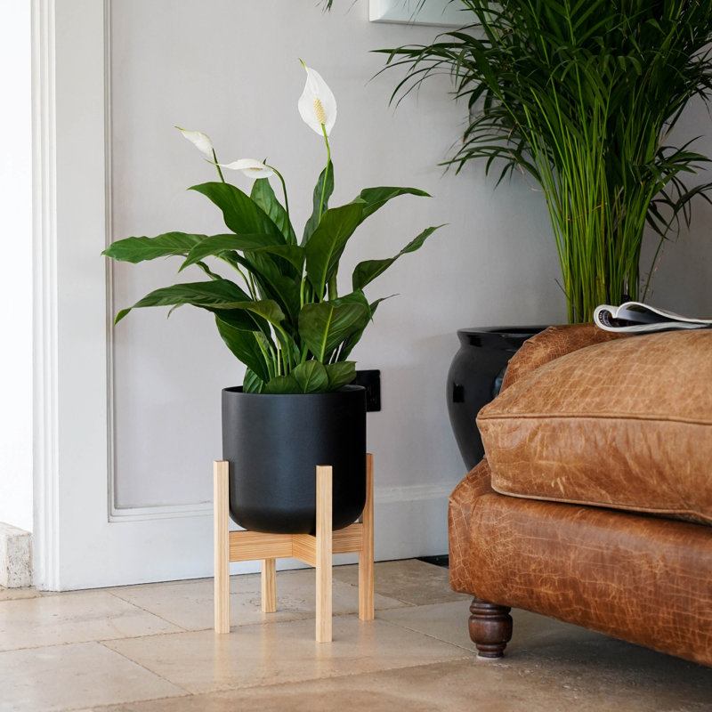 Lisbon Indoor Plant Pot with Wooden Stand, 43.5cm H x 26cm W x 26cm D, Anthracite