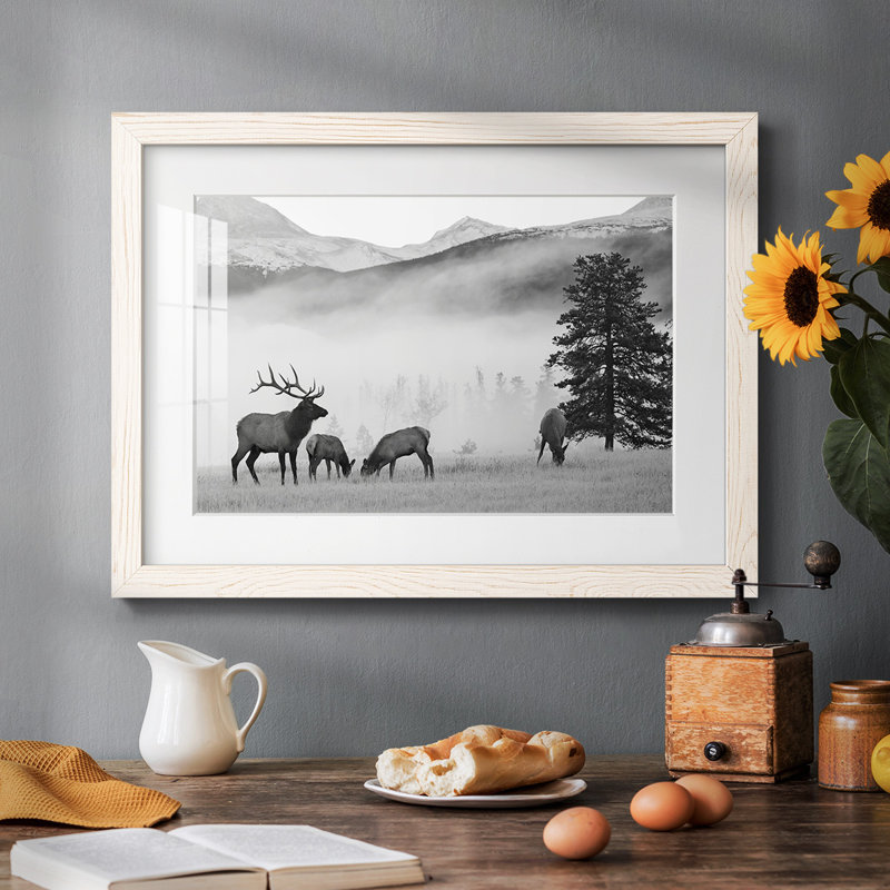 Mountain Elk - impression d'un seul cadre photo, Blanc