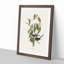 Graceful Ground Doves by Elizabeth Gould - Picture Frame Graphic Art Print-55608467-55608477