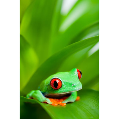 Hemlen Frog In A Plant by Jay Si - Wrapped Canvas Print