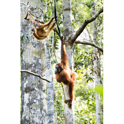 Swinging by Double_P
