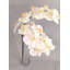 ORCHIDÉE FRESH-TOUCH NAT.TCH PHA. X8F 31 po-1985998149