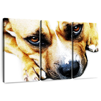 Bull-terrier de Brampt aux yeux