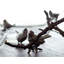 Ensemble poivre et sel Song Bird