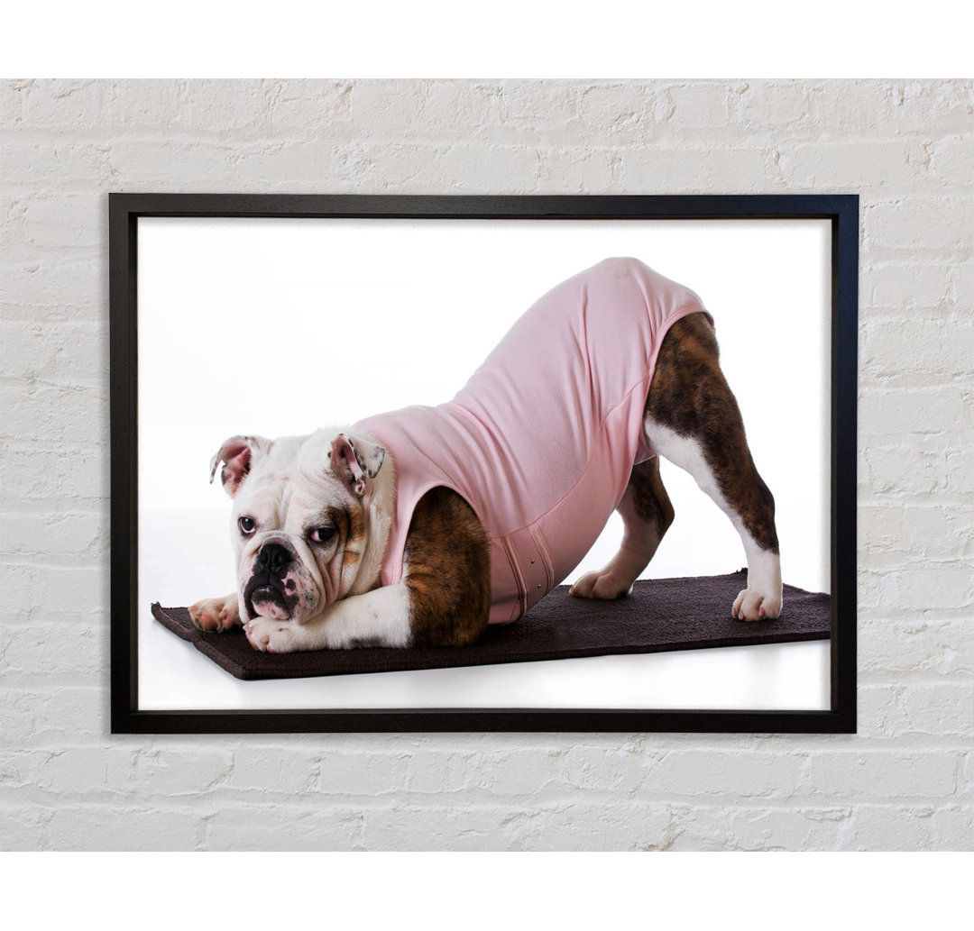 Britische Bulldogge Yoga Stretch - Einzelner Bilderrahmen Kunstdrucke auf Leinwand