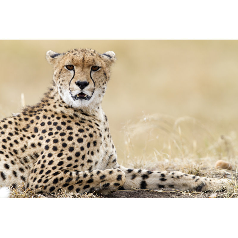 Cheetah Resting - Wrapped Canvas Print, 51cm H x 76cm W x 3.8cm D