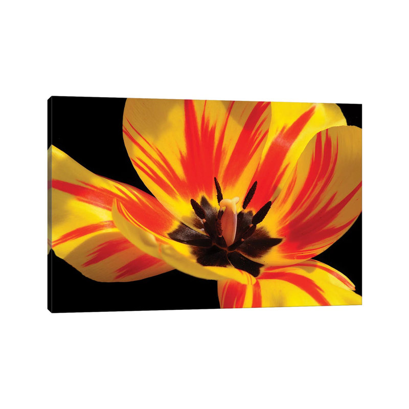 Red And Yellow Tulip by Brian Wolf - Wrapped Canvas Print
