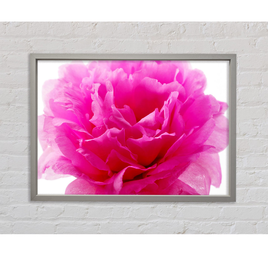 Pink Carnation Ruffles - Einzelner Bilderrahmen Kunstdrucke auf Leinwand