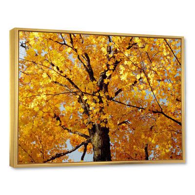 " Autumn Maple Tree "