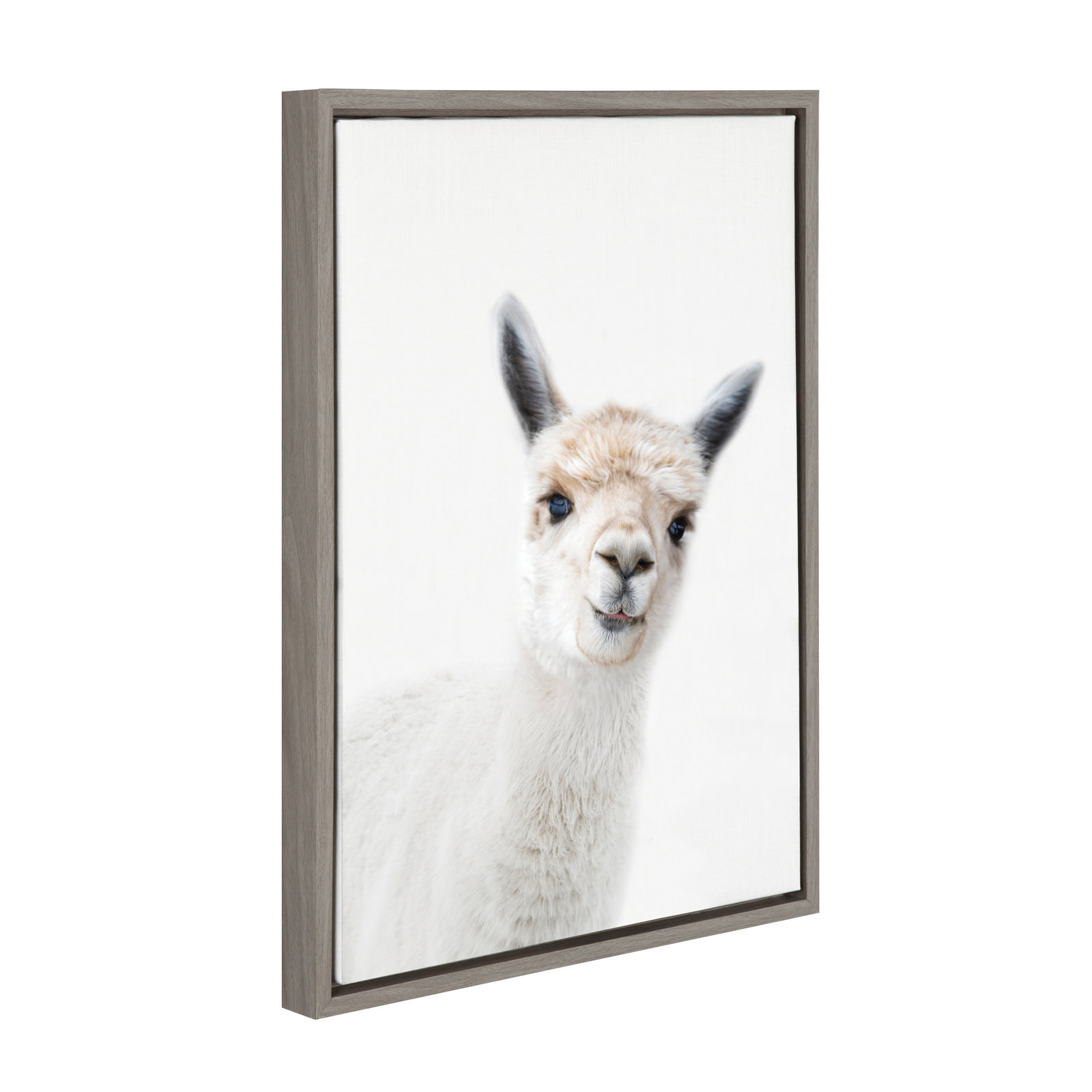 Studio Alpaca Print by Amy Peterson, Gray Framed